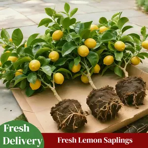 Live Lemon Plant in Pot Real Citrus Tree for Home Patio Garden Indoor or Outdoor Growing Fast Growing Yields Delicious Sweet Lemons Ideal for Potted Patio Gardens & Easy Care Gifts for Gardeners Vibrant Growth