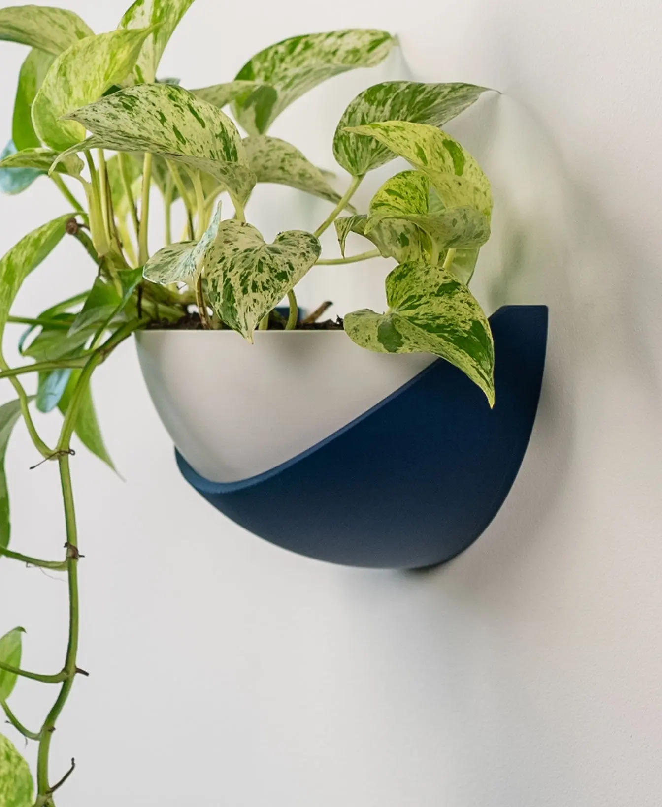 Half Dome Wall Planter with Removable Pot