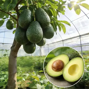 Family heirloom non-GMO walnuavocado seedlings - High-quality grafted fruit trees, suitable for indoor potting and garden planting. They bloom in spring and summer, and are highly productive.