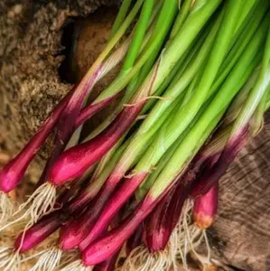 TomorrowSeeds - Red Beard Spring Onion Seeds -  Scallion Garlic Chives Purple Green Onions Perennial Asian Vegetable Seed For 2024 Season