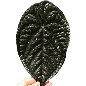 Anthurium Crystallium Dark x Luxurians Black Velvet Tissue Culture - Live Houseplant - Rare Hybrid Aroid - Dark Velvet Foliage - Deep Veining - Large Heart Shaped Leaves - Exotic Indoor Plant Gift - Embryonic Plantlet - Collector's Item - High-End Hybrid