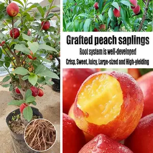 Triennial Dwarf Peach Tree Seedlings (Peach) - The fruit is full and sweet, suitable for making jam, salsa and barbecue dishes, and is an excellent choice for yard planting!