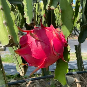 Available now: Live red dragon fruit seedlings. This sweet and edible tropical fruit, easy to grow anywhere, is ideal for balconies and gardens