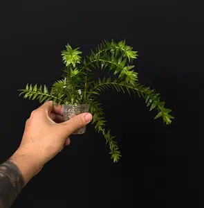 Huperzia goebelii green – Rare Tropical Clubmoss US SELLER