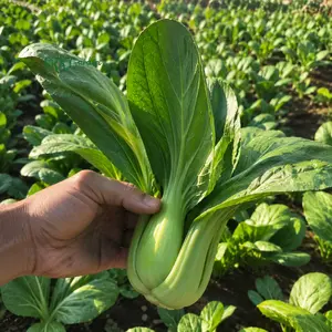 150+ Baby Shanghai Pak Choi Cabbage Seeds