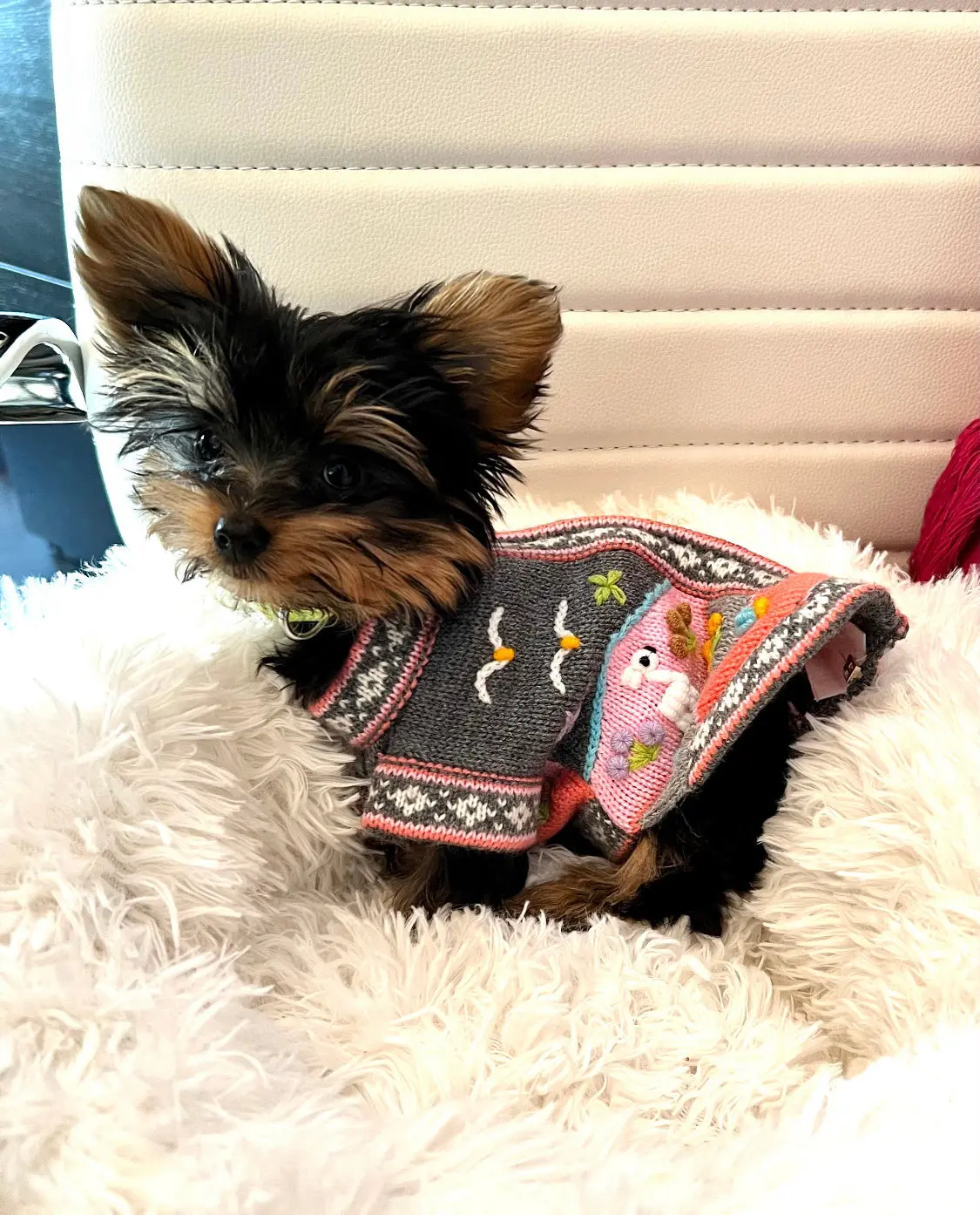 Luxury Teacup Dog Sweater | Handmade Peruvian Puppy Sweater
