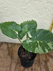 Variegated Alocasia Odora "California" LIVE PLANT 2ft TALL - Elephant ear Colocasia - giant tropical plant Decor Decorative Fruit Leaf Light Flower Ornaments
