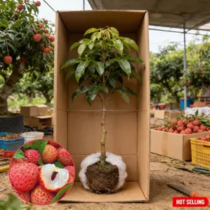 Perennial lychee tree seedlings - mature and resilient, ideal for backyard fruit trees