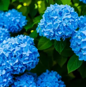 Hydrangea Plant, Blue Hydrangea Tree Live Plant, 6 to 10 Inches Tall, Live Hydrangea Bush Plant in 4 Inch Pot