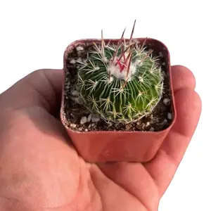 Wave Cactus | Echinofossulocactus | Starter Plant | 2”