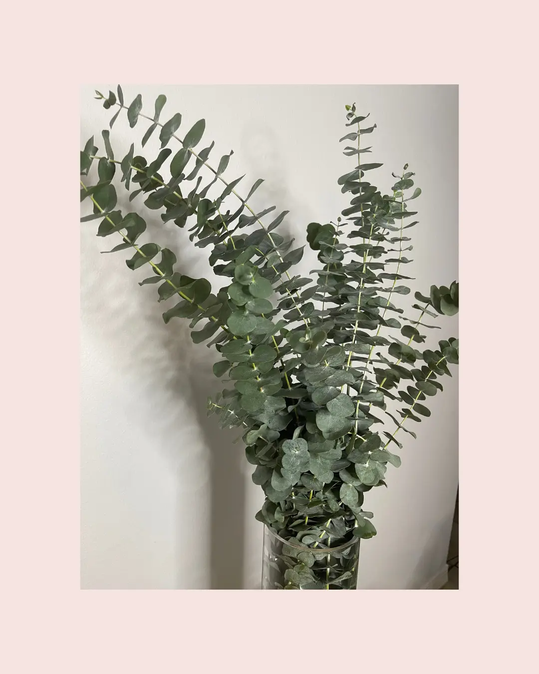 Eucalyptus Bouquet