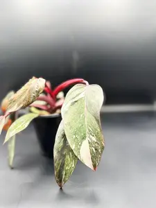 Philodendron Pink Princess Marble | 4 Inch Pot | House Plant | Live Plant