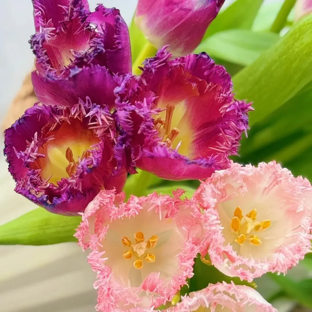 200Pcs Mixed Fringed Tulip Seeds – Rare Feather-Edge Blooms, Easy to Grow, Perfect for Elegant Spring Gardens