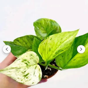 Jessenia Pothos