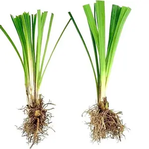 Flowering Ornamental Border Grass 60 plants Liriope Ground Cover