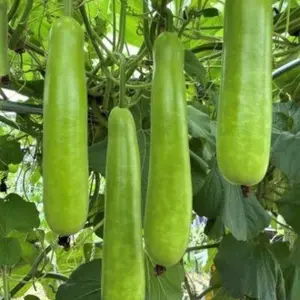 Long Bottle Gourd Seeds - Calabash Gourd - 35 Non-GMO Seeds for Easy Gardening & Versatile Use in Garden Zones 3-9