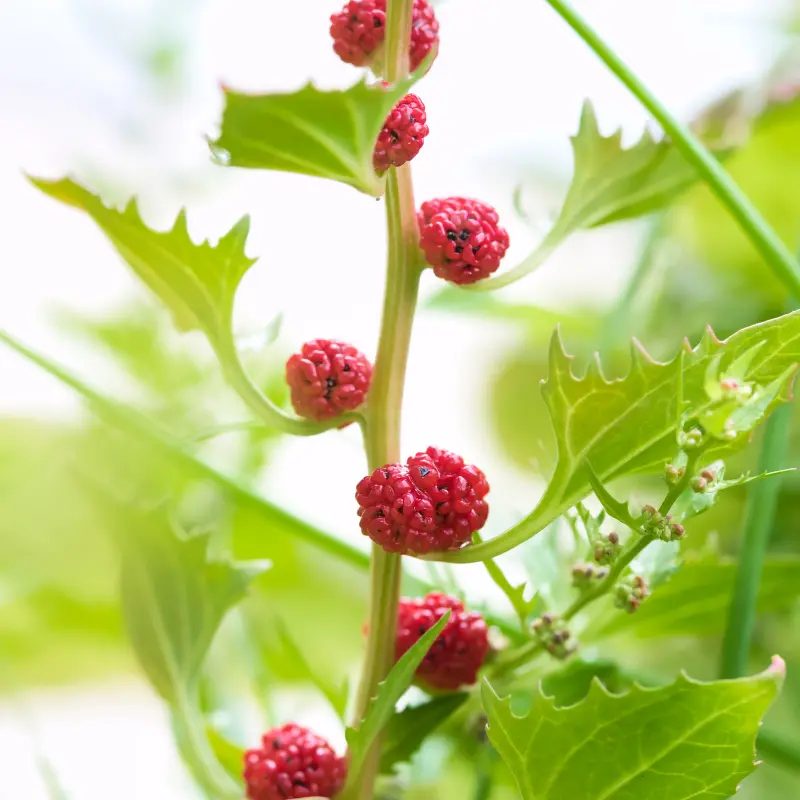 Strawberry Spinach Seeds (Blitum capitatum) – Unique Edible Green with Bright Red Berries, Great for Salads and Garnishes