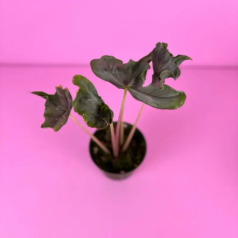 RARE Alocasia ‘Holy Grail’ 4” | Collector Alocasia | Tropical Houseplant