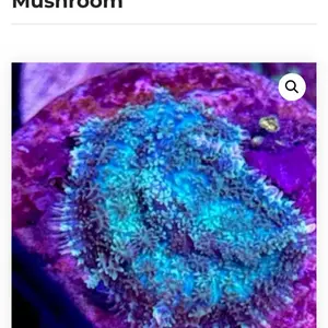 Super Nova Bounce Mushroom