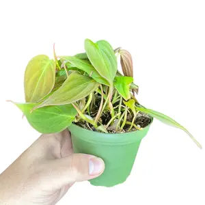 4' Philodendron Micans, Live Houseplant, Indoor Plant