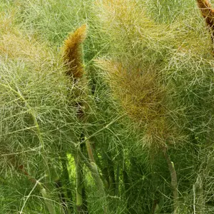 Bronze Fennel Seeds Organic (Foeniculum vulgare) Feathery bronze leaves with a sweet, anise flavor. Attracts pollinators and adds texture to herb gardens.