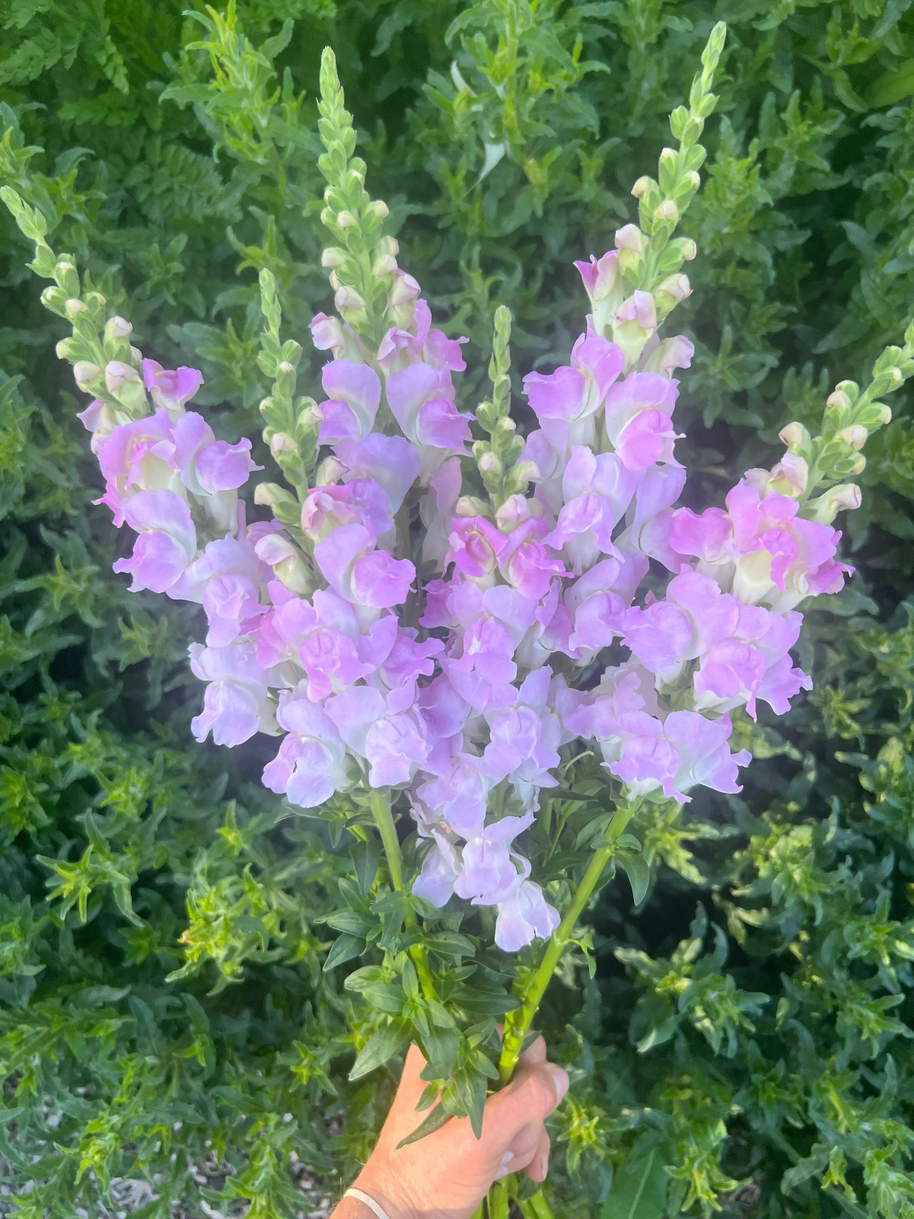 Snapdragon Legend Pink Seeds