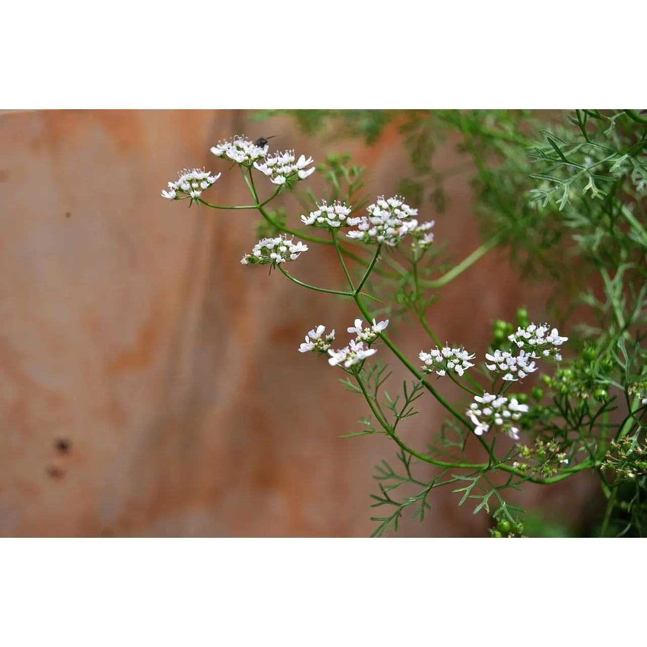 Organic Mexican Cilantro Coriander Herb Seeds - 100 Count, Open Pollinated, Non-GMO, Organic Seed Varieties for Home Gardeners