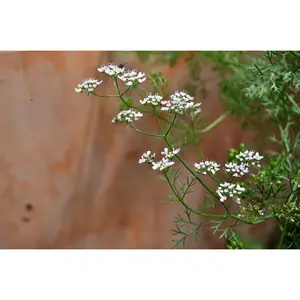 Open Pollinated,  Mexican Cilantro, Coriander Non GMO 100 Seeds