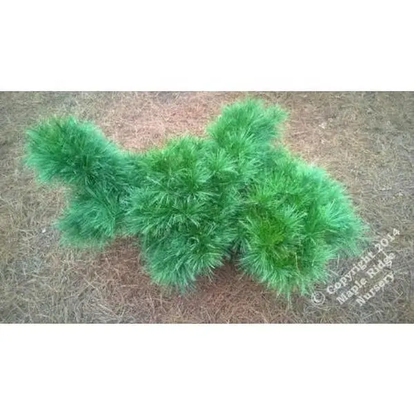 Pinus strobus 'Niagara Falls' Dwarf Eastern White Pine
