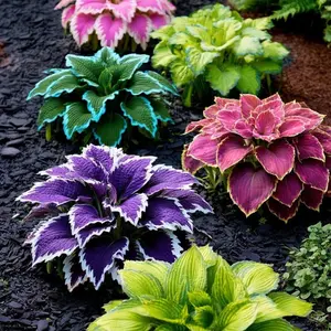 Hosta Seeds Perennial Shade Plant for Garden and Yard Non-GMO USA Made with Instructions for Easy Care and Versatile Growth