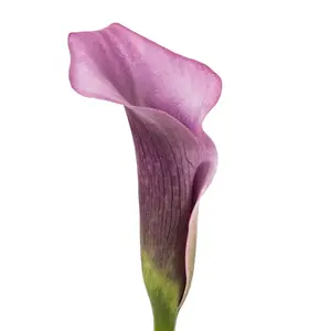 Lavender Mini Calla Lilies