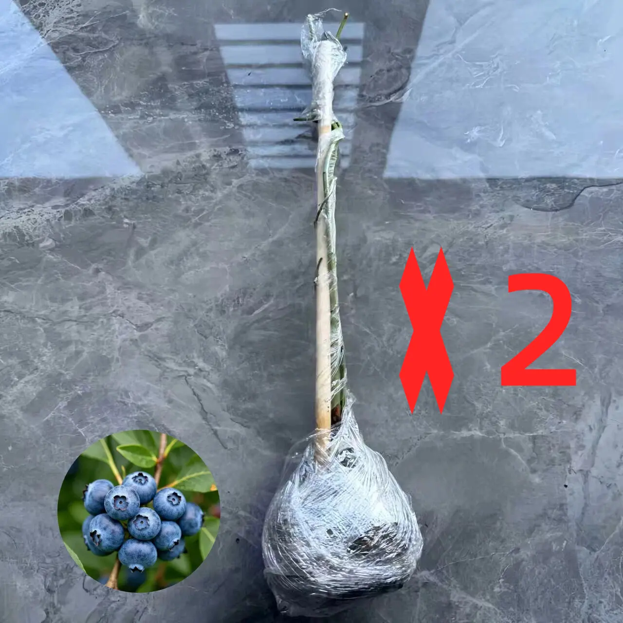 2 Bare Root Plants