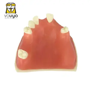 Dental Practice Planting Training Model: Dental Tooth Model