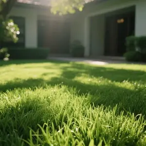 3000Pcs Drought-Tolerant Zoysia Seeds – Perfect for Hot Climates & Low Water Use