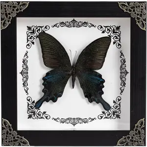 Real butterfly photo frame wall decoration  specimen holiday  Gothic  decoration desktop decoration  photo frame (F_Black swallowtail butterfly)