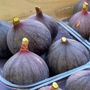 LSU Purple Fig - Ficus carica - Sweet Fig Tree - Fruit Producer - Medium-Sized Figs - Glossy Dark Purple Skin - Ornamental Fruit Tree  Starter Potted Plant for House 3-8 inches tall