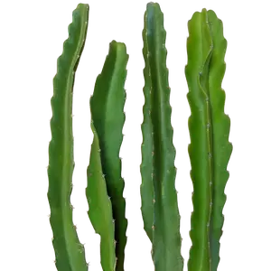 Robles Red: Certified‑Organic, Self‑Fertile Dragon Fruit Cutting – Deep Magenta Flesh