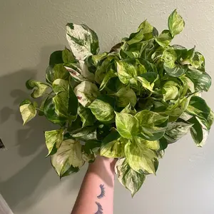 Manjula Pothos- 8 inch full lush pot, fast grower