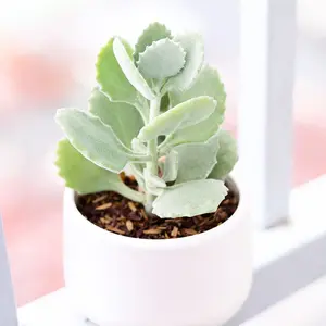 Kalanchoe millotii - Soft Velvety Plant with Silvery Green Fuzz Leaves & Hardy Nature for Bright Indoor Light or Full Sun Care