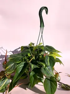 Hanging Philodendron / "Brasil" - 6" plant