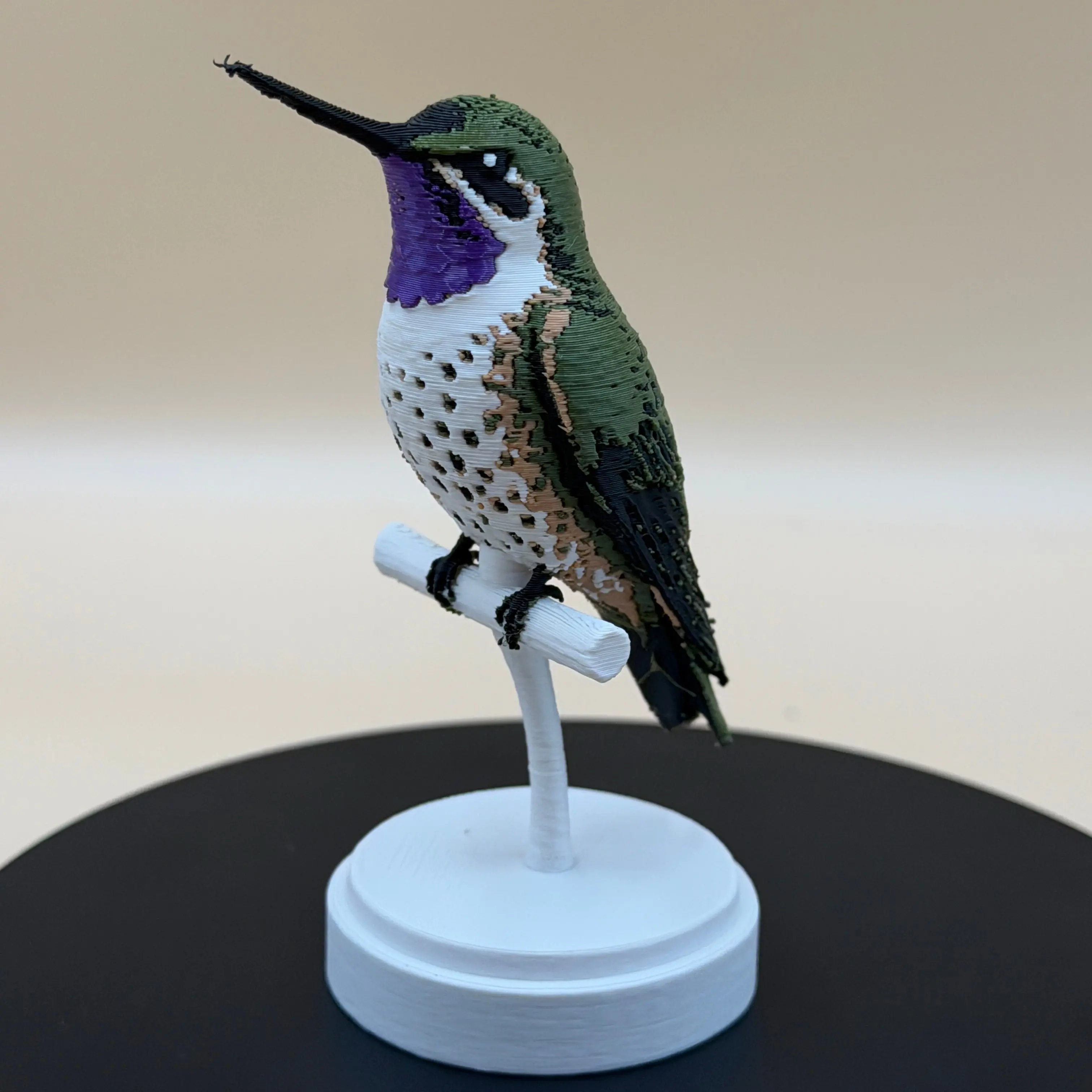 Chilean Woodstar Hummingbird