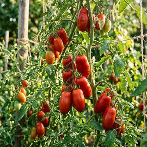100 San Marzano Tomato Seeds for Planting - Authentic Italian Paste Tomato Seeds for Home Garden