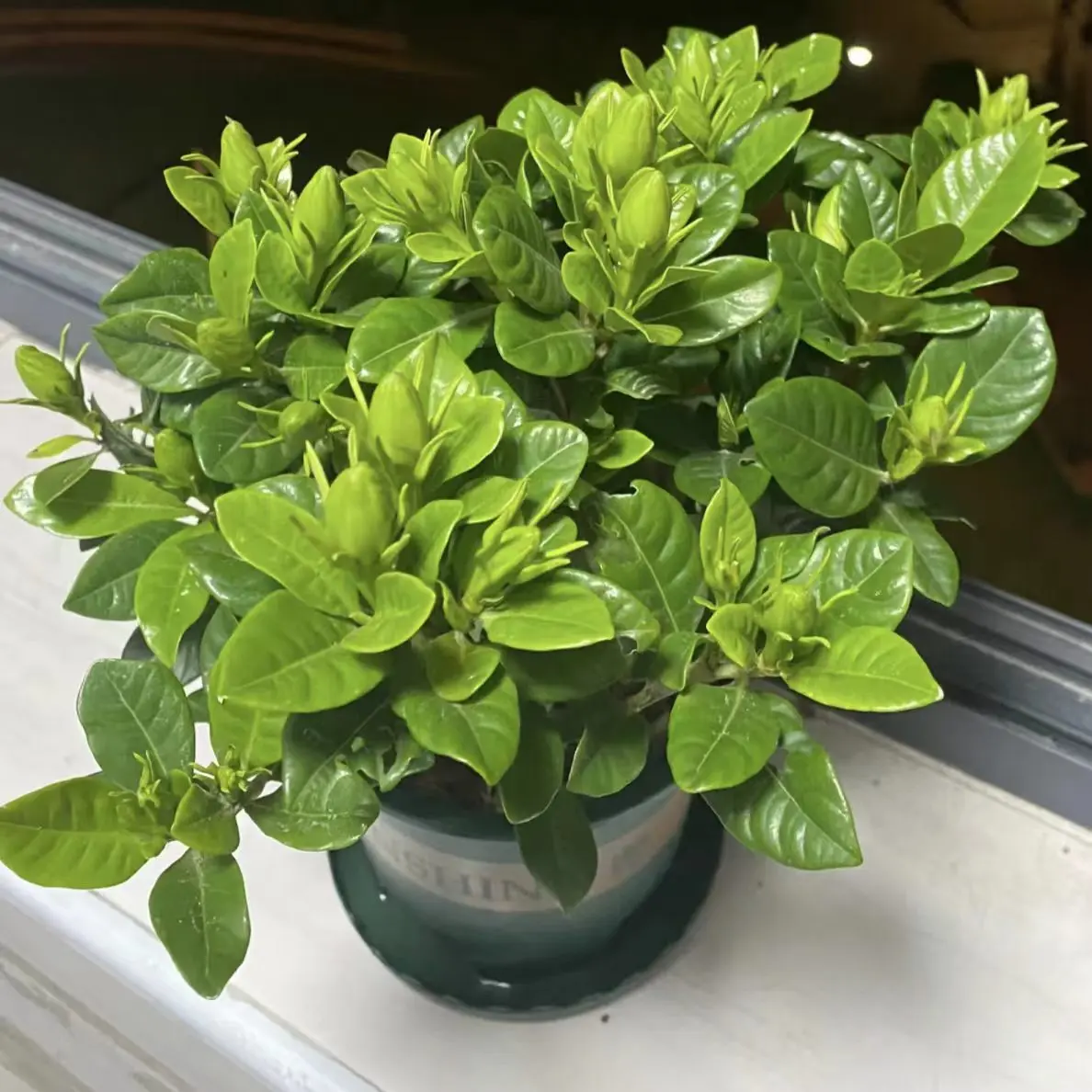 2 Potted Gardenia Plants Fragrant Evergreen Live Houseplants for Indoor Decor & Beginner Plant Parents
