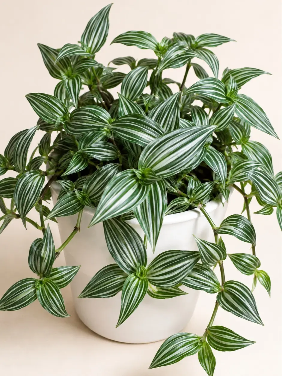 Puppy Ears Wandering Jew Cuttings (2 Pack) – Rare Callisia gentlei var. elegans – Green & White Variegated Trailing Houseplant Cuttings