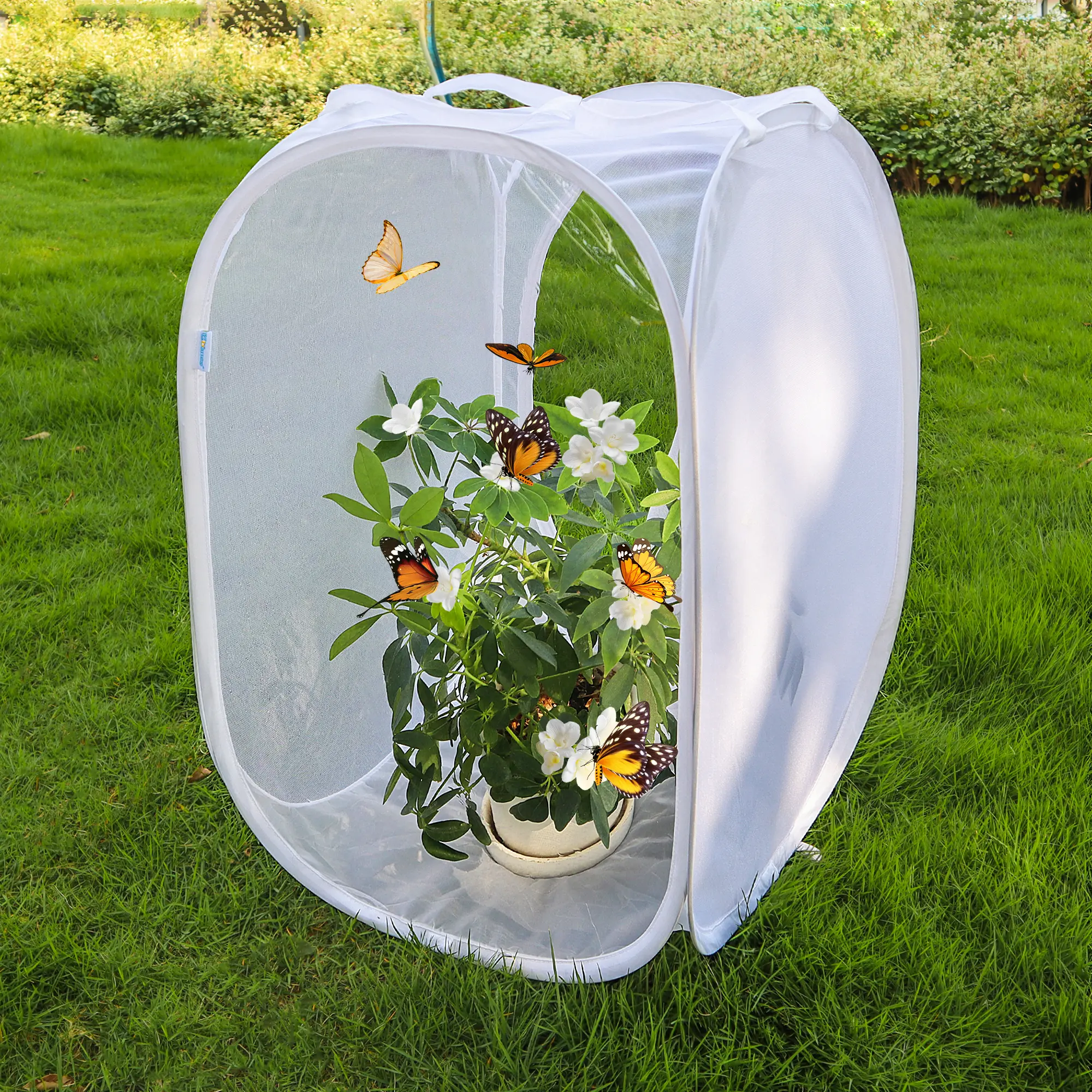 lady bug cage butterfly habits - 16*16*24 inch lady bug cage butterfly habits - 16*16*24 inch