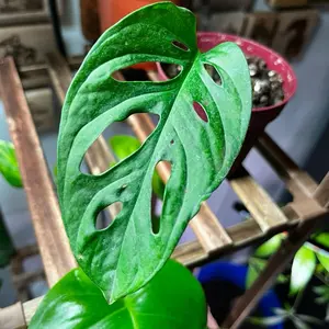 Monstera Adensonii Plant - Very Healthily Rooted Cutting with Vibrant Green Leaves and Unique Leaf Holes