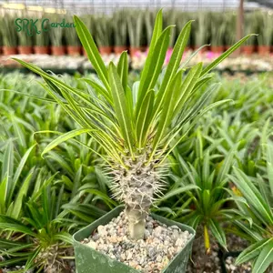 Madagascar Palm, Pachypodium Plant, Live Plant in 3" pot