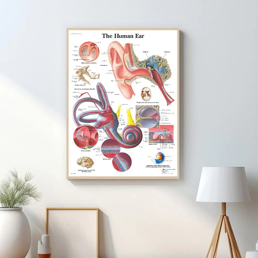 1pc frameless human anatomy and physiology canvas poster, ear dissection diagram, suitable for hospital/clinic/home office/classroom decoration