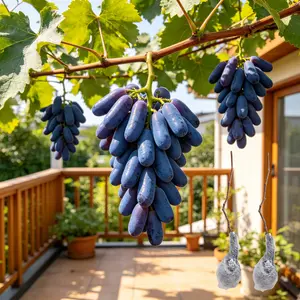 (LZ#FF)Blue Sapphire Grape Vine Starter Plant Easy to Grow Home Garden Planting Seedless Fruit Vine Backyard Garden Grow Your Own Harvest Plant