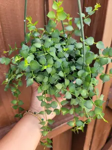 Dischidia Million Hearts